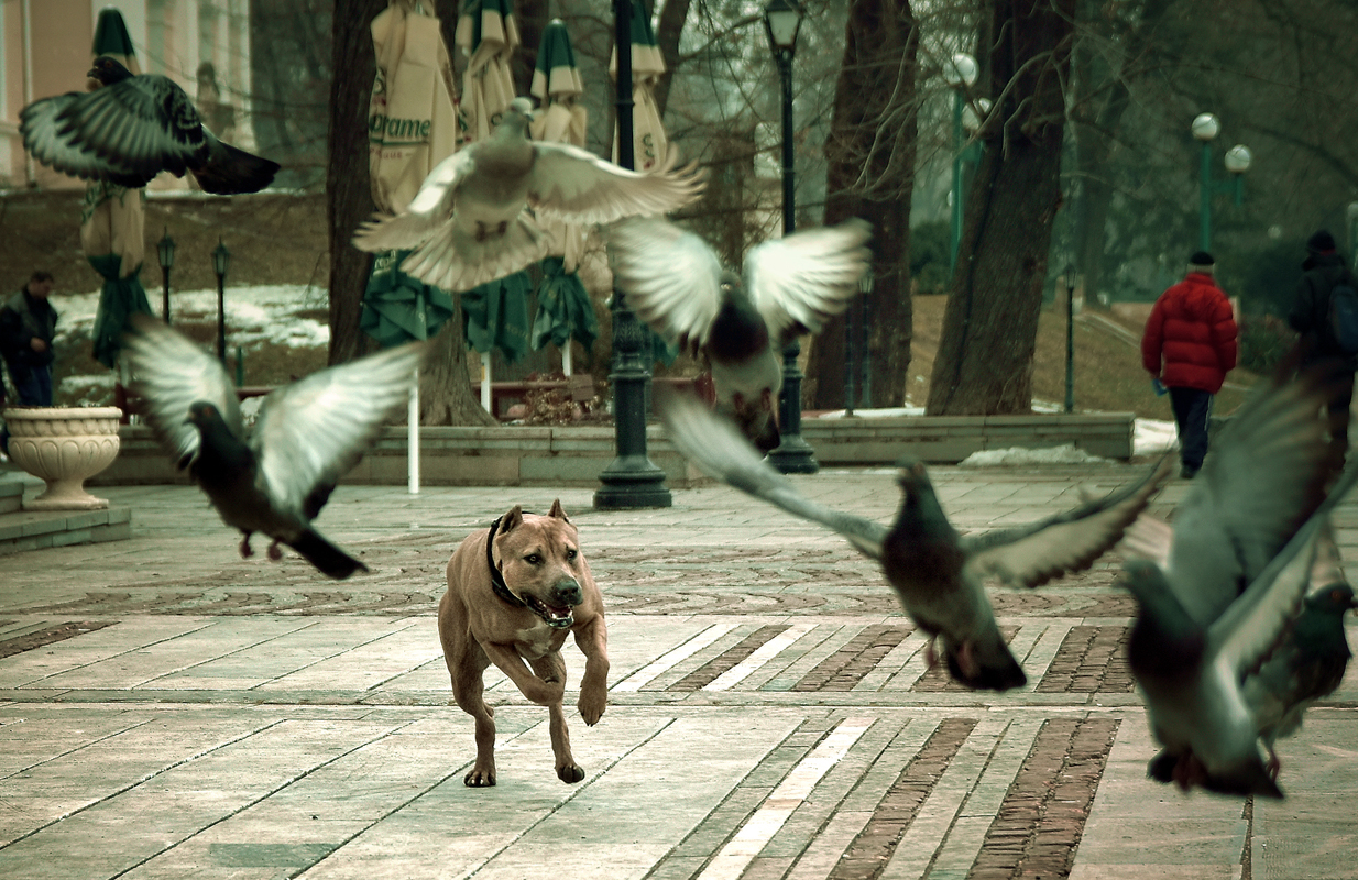 Улична фотография Видин